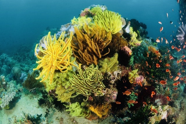 เอปสันจับมือ WWF ขยายผลการฟื้นฟูทะเล พร้อมสร้างสังคมคาร์บอนต่ำเพื่ออนาคต